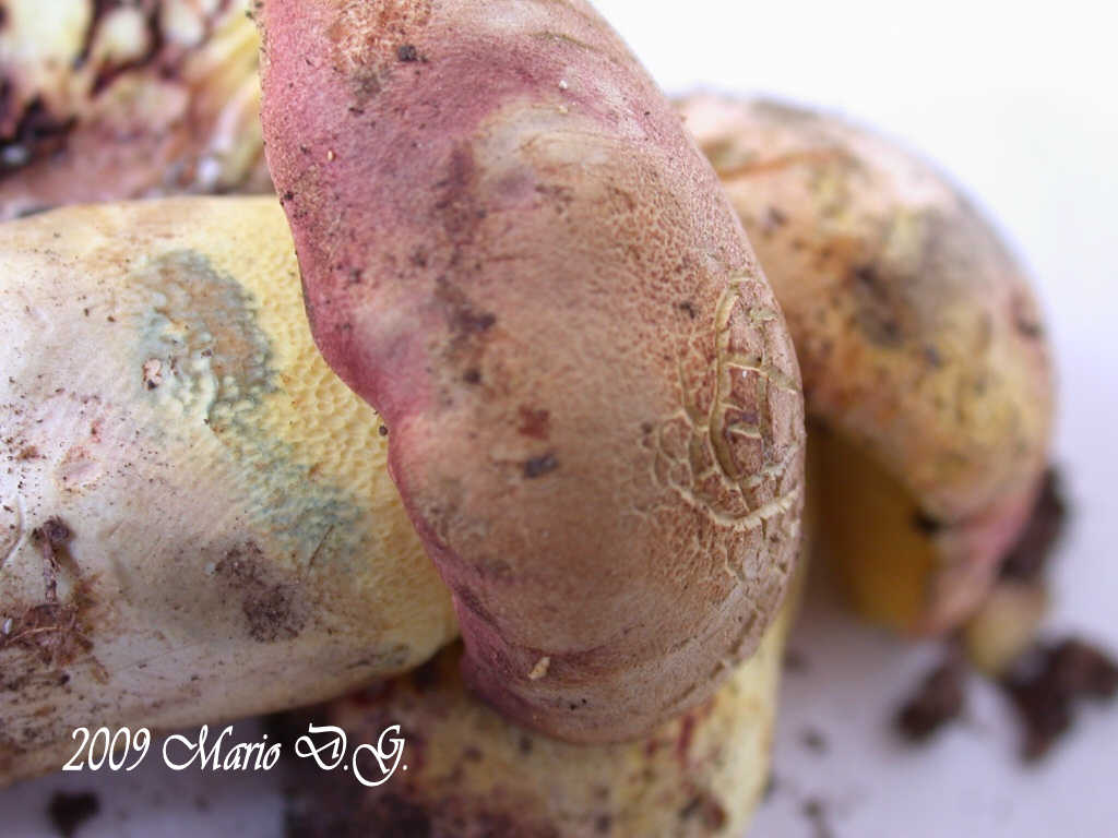 Boletus da determinare >>> n� 1